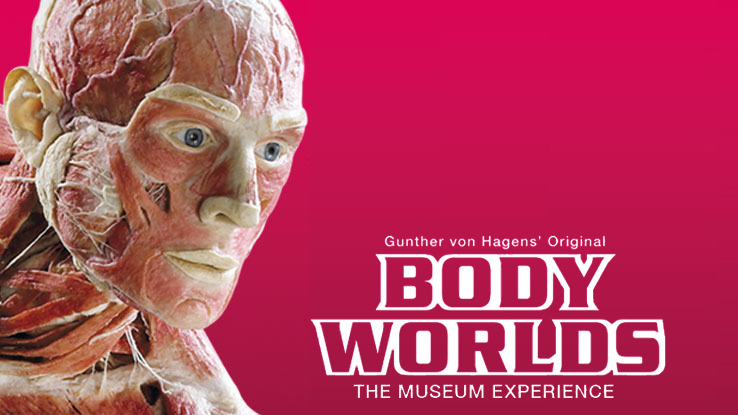 Bodyworlds Körperwelten