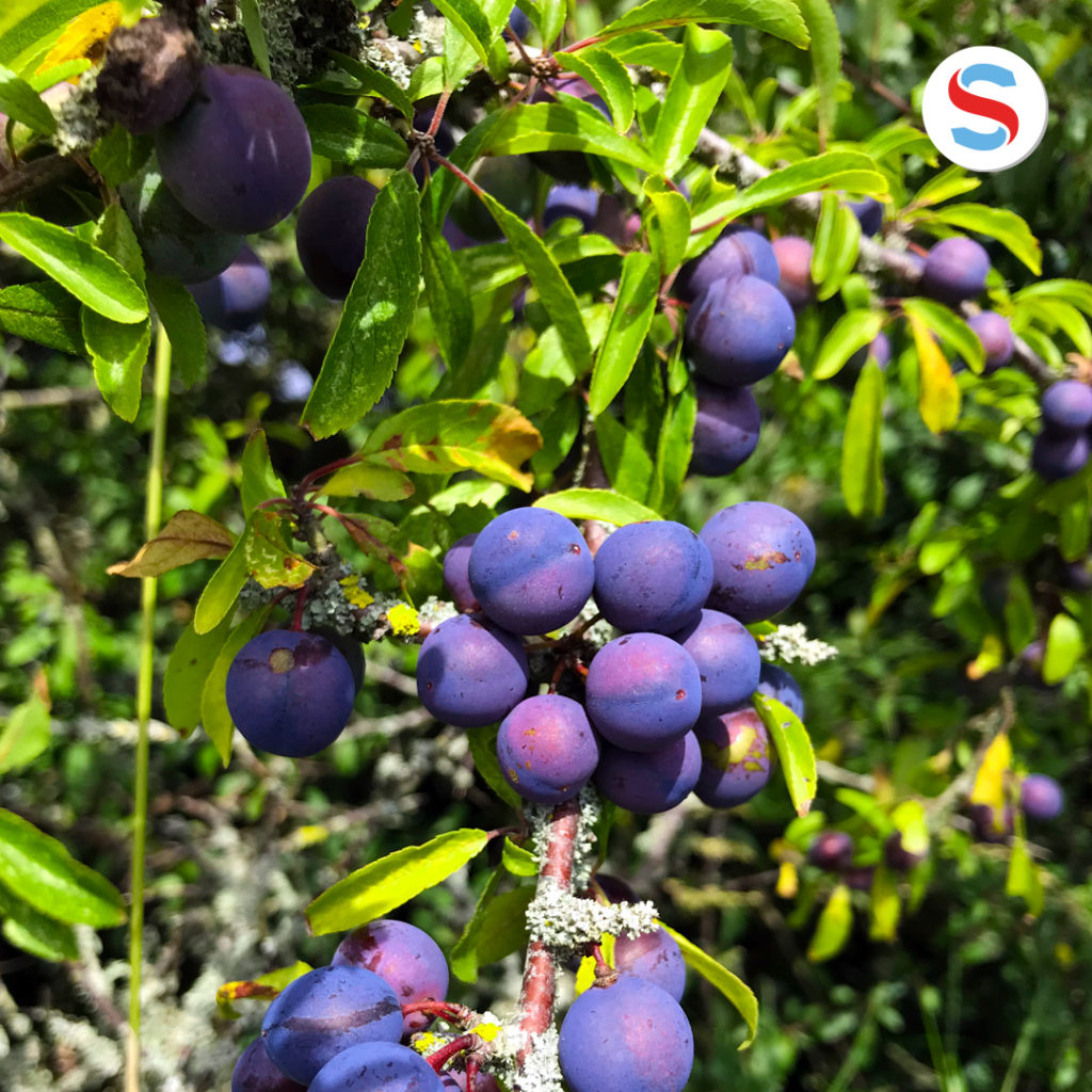 Sloe Gin &ndash; selber machen